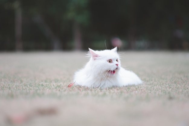 Gato persa blanco sobre césped mira emocionado en el parque