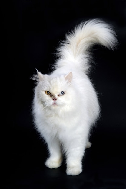 Gato persa blanco