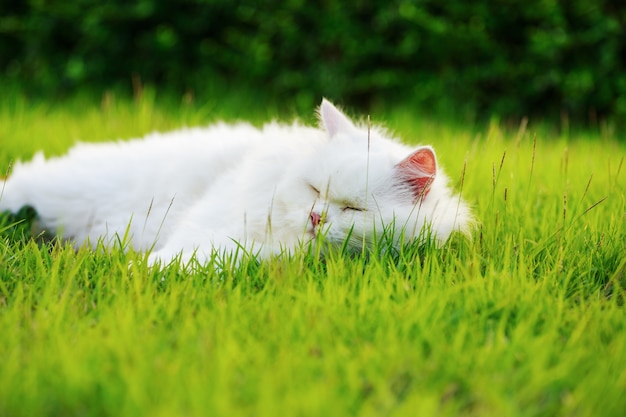 Gato persa branco com 2 olhos de cores diferentes