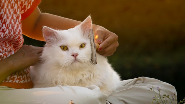 Gato persa branco derramando e arrumando o cabelo no quintal da manhã Pente de remoção de pêlos