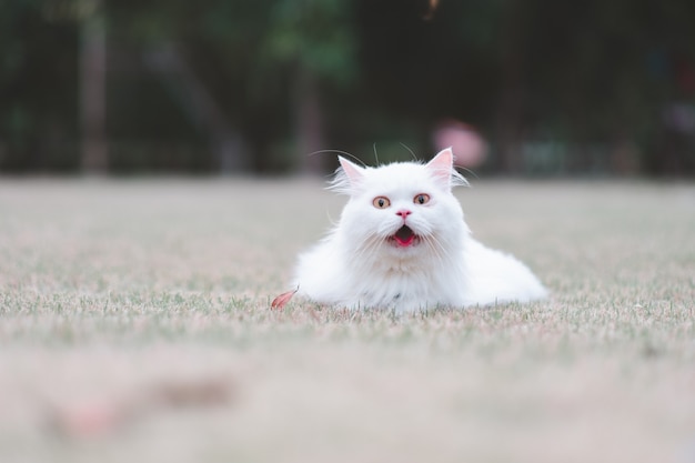 Gato persa branco na grama parece animado no parque