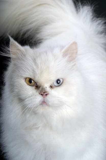 Foto gato persa branco