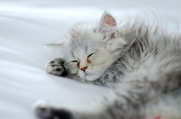 gato persa chinchilla dormir en la cama blanca