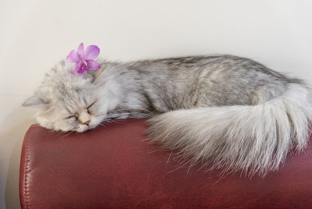 Gato persa de Chinchilla que duerme en el sofá.