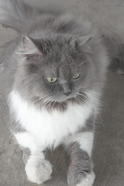 Gato persa cinza Deitado no chão, a vista de cima dos gatos persas, sombreado no chão, ideias para animais de estimação