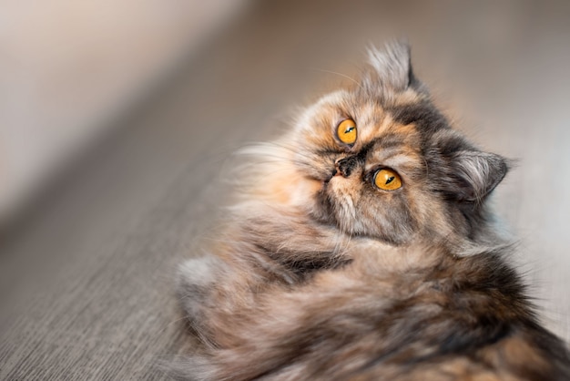 Gato persa colorido mullido sobre fondo de madera Hermosa casa joven gato de pelo largo