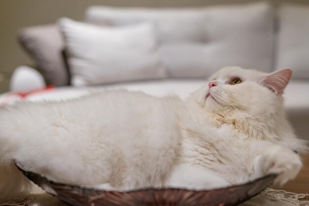 Gato persa de chinchila branca olhando. Pelo fofo de gato branco