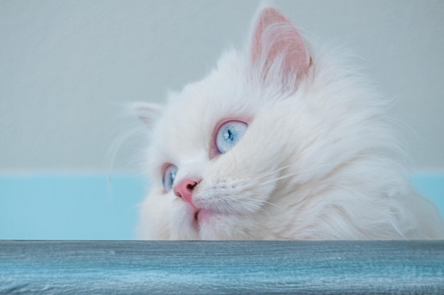 Gato persa extremadamente lindo blanco con ojos azules encaramado en un armario