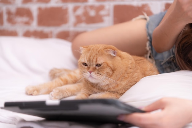 El gato persa inteligente está mirando fijamente a los favoritos en la pantalla de la tableta