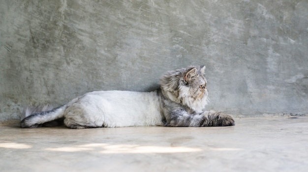 Gato persa listrado cinzento que senta-se no fundo cinzento.