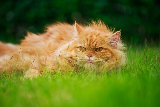 Gato persa marrom com língua no campo de grama