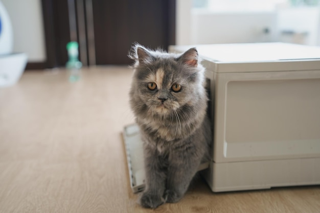 Gato persa mirando a la cámara y tirado en el suelo en casa El gato de raza mixta es un cruce entre dos razas de gatos o un gato de raza pura y un gato doméstico Concepto de gatos animales