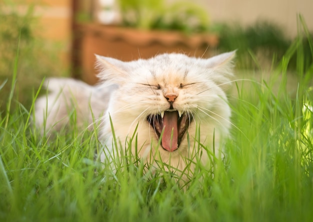 Gato persa muy divertido que ríe en césped verde