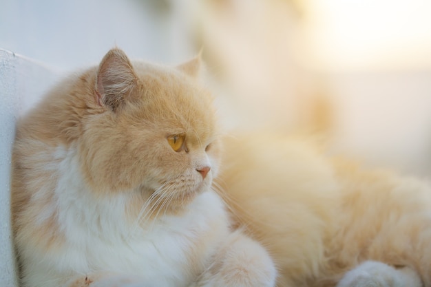 Gato persa que se relaja con sunbathing.