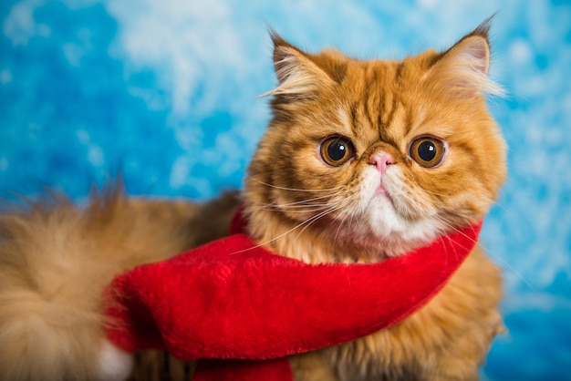 Foto gato persa rojo en bufanda roja de santa claus en navidad