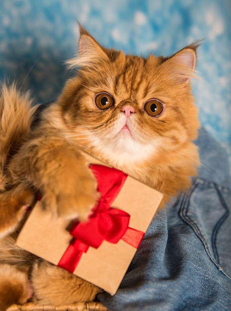 Gato persa rojo con caja de regalo en Navidad