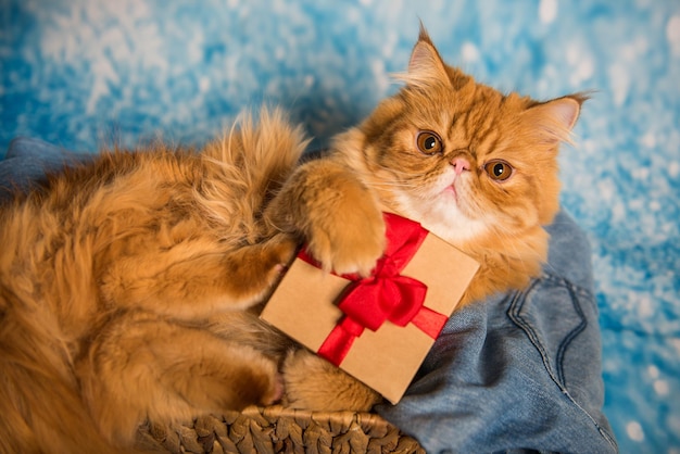 Gato persa rojo con caja de regalo en navidad