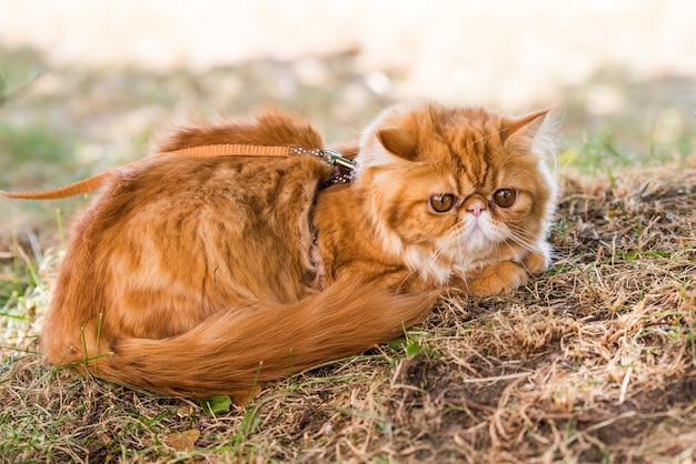 Gato persa rojo con una correa caminando en el patio