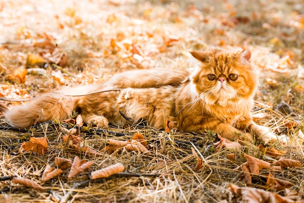 Gato persa rojo con una correa caminando en el patio