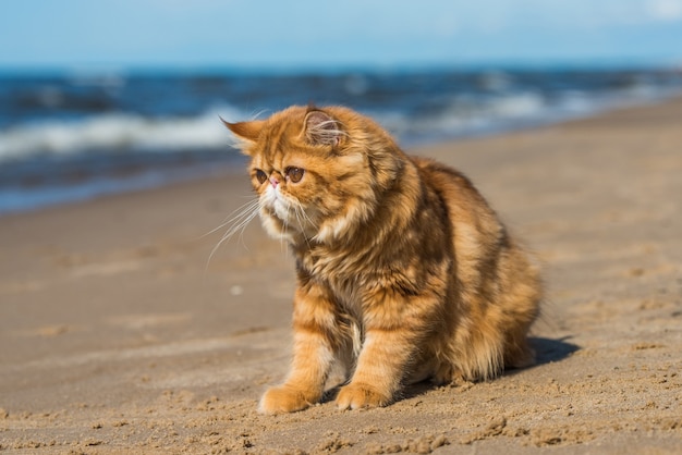 Gato persa rojo está sentado en la playa del mar Báltico