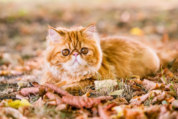 Gato persa rojo en otoño de fondo con hojas secas caídas