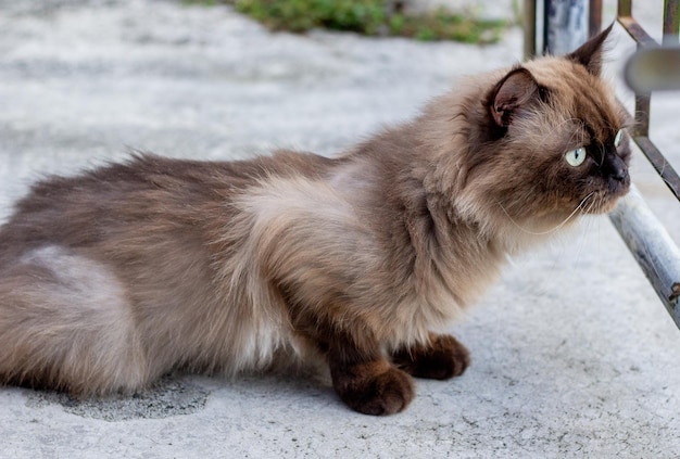 Gato persa sentado no chão de concreto e olhar direto
