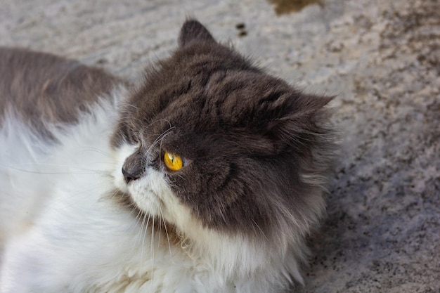 Gato persa sentado no chão de concreto e olhar direto