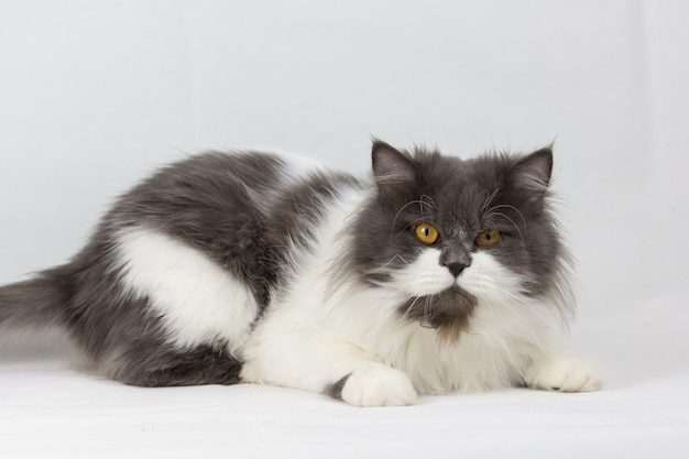 Gato persa sentado olhando na parede branca superior, isolado