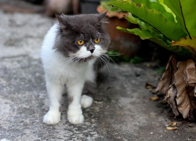 Gato persa sentado en el piso de concreto y mirando directamente