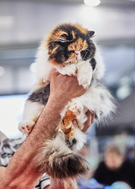 Gato persa tricolor en manos del dueño