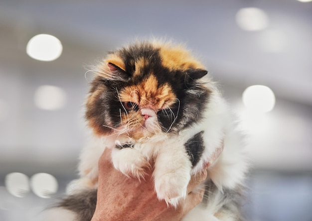 Gato persa tricolor nas mãos do proprietário