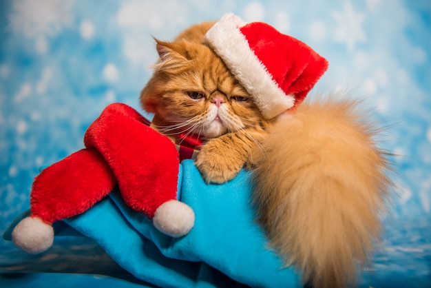 Gato persa vermelho com chapéu de Papai Noel vermelho no Natal