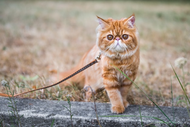 Gato persa vermelho com coleira andando no quintal