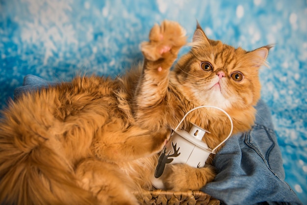 Gato persa vermelho com lanterna no natal