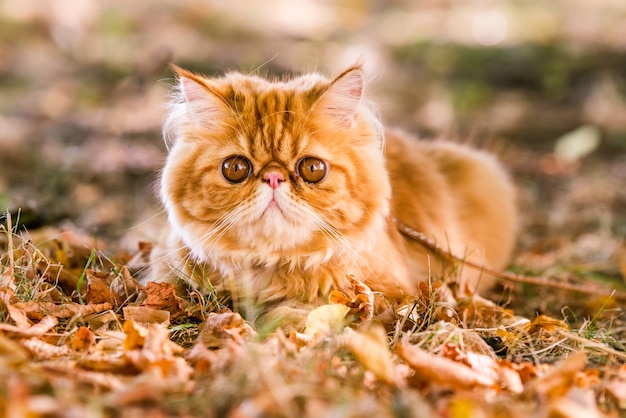 Gato persa vermelho com uma coleira andando no quintal.