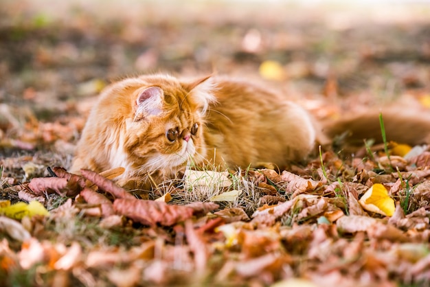 Gato persa vermelho engraçado em fundo de outono com folhas secas caídas