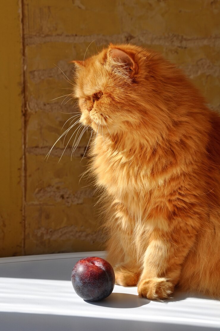 Foto gato persa vermelho fofo com ameixa