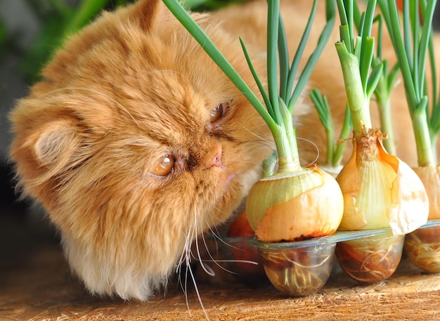 Gato persa vermelho sentado e cebola verde