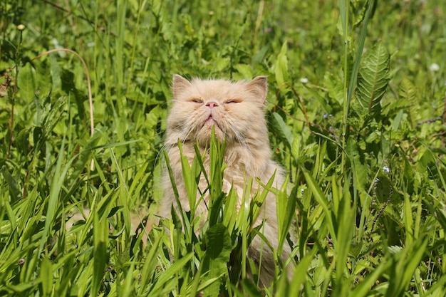 Foto gato persa viejo que toma el sol en el sol en la hierba del verano