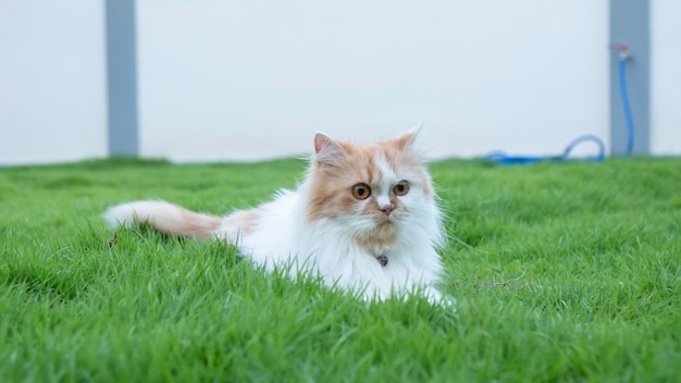 El gato persa yacía en la hierba del césped