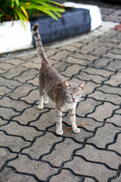 Foto gato de pie en la calle