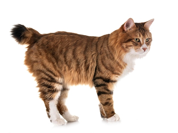 Gato de pie contra un fondo blanco