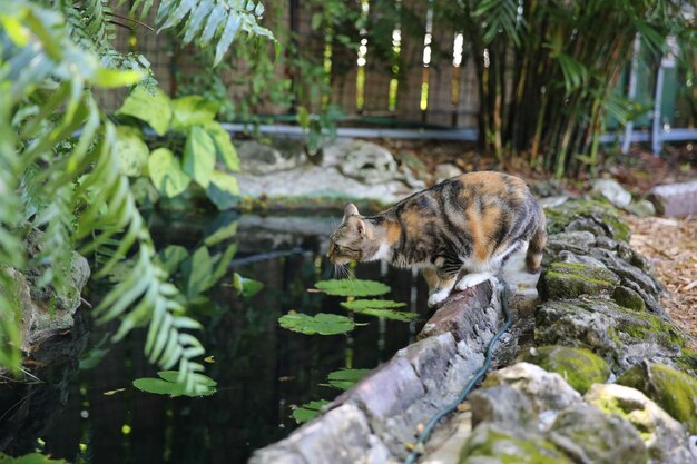 Foto gato de pie junto al estanque