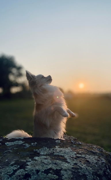 Foto gato de pie en una roca al atardecer