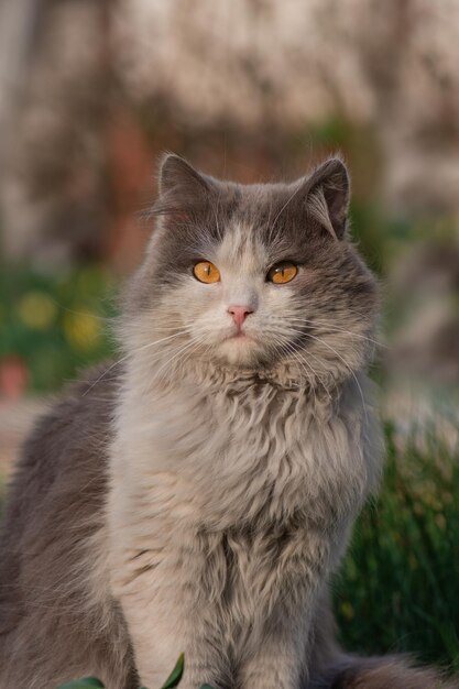 Gato con piel brillante sentado en el jardín al atardecer al aire libre Jardín soleado de verano y gato Gato sentado cerca de flores al aire libre