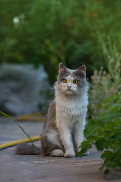 Gato con piel de brillo sentado en el jardín al atardecer al aire libre