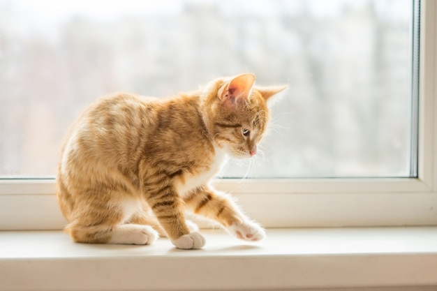 Gato con piel de jengibre está sentado en la ventana. Foto de alta calidad