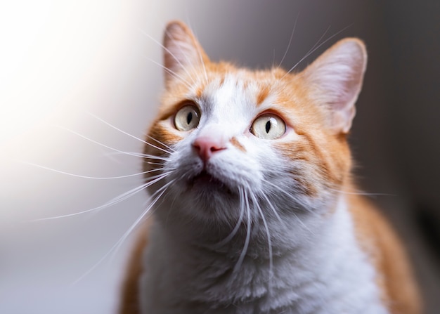 El gato de piel naranja con ojos bonitos