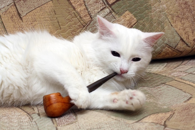 Foto gato con pipa de tabaco