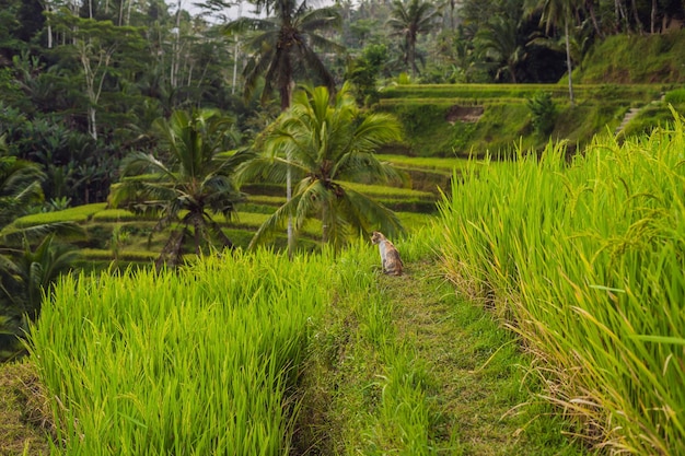 Gato en la plantación de campo de arroz en cascada verde en la terraza de Tegalalang. Bali, Indonesia